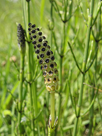 Immagine dell'equiseto