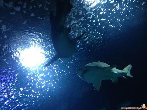 Squali al biopark Valencia