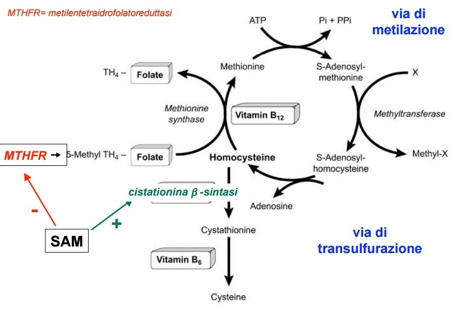 Metabolismo dell'omocisteina Metabolismo dell'omocisteina